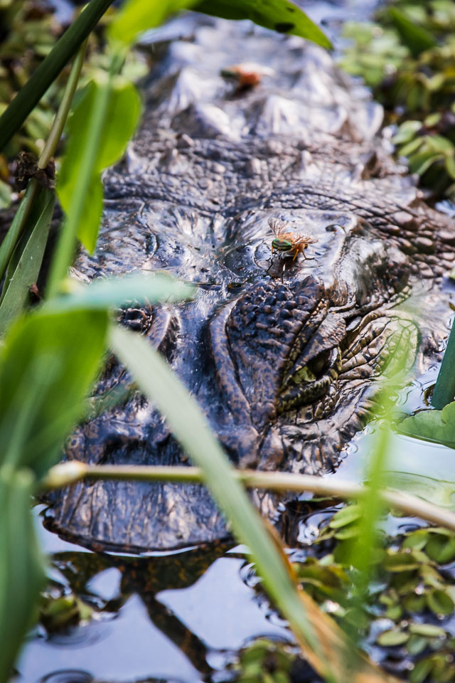 Black-Caiman-head.jpg