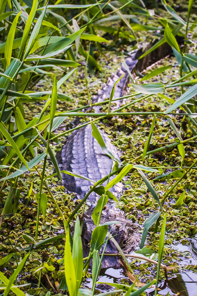 Black-Caiman.jpg