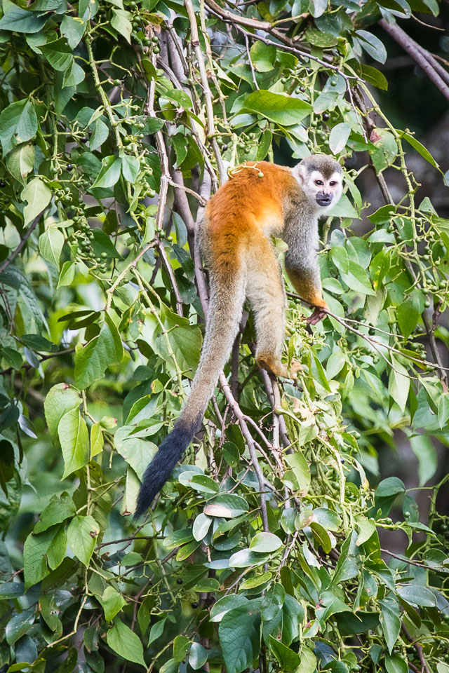 Central-Americal-Squirrel-Monkey-1.jpg