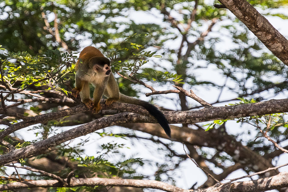 Central-Americal-Squirrel-Monkey-3.jpg