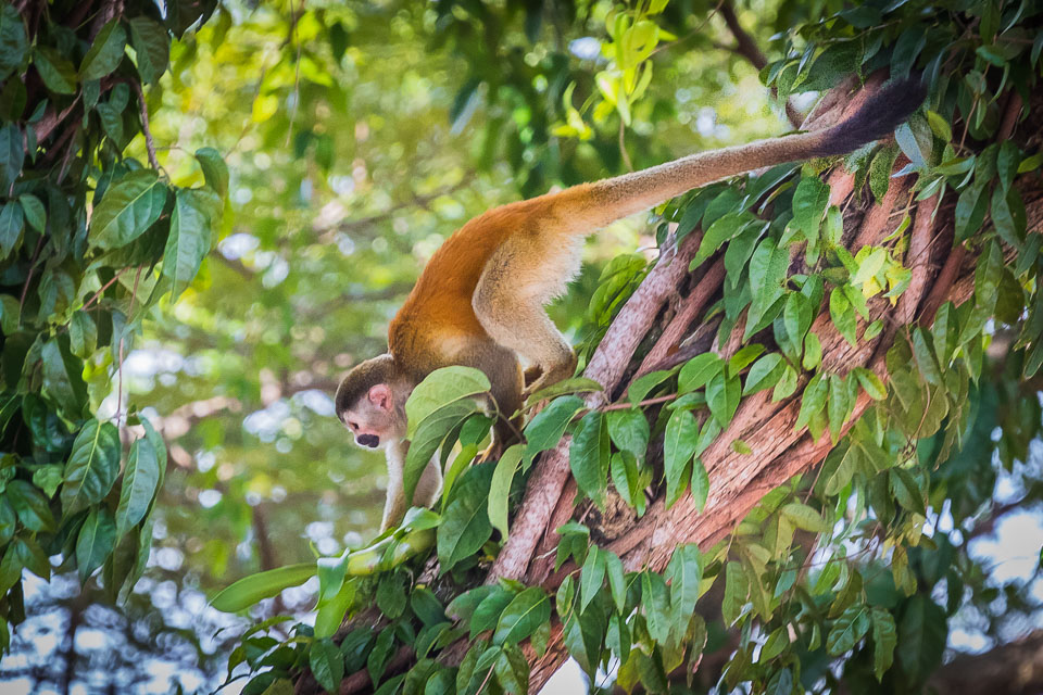 Central-Americal-Squirrel-Monkey-4.jpg