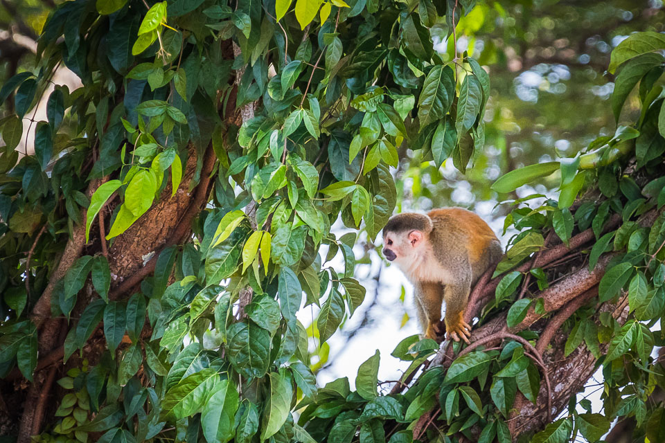 Central-Americal-Squirrel-Monkey-5.jpg