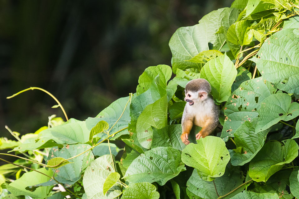 Central-Americal-Squirrel-Monkey-8.jpg