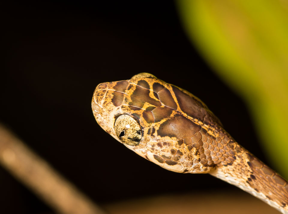 Common-Blunt-Headed-Snake-close-up.jpg
