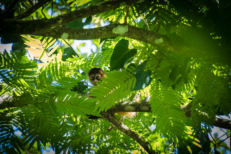 Geoffroy's-Spider-Monkey-Infant-1.jpg