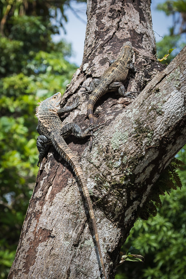 Green-Iguanas.jpg