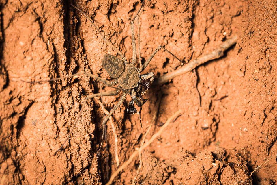 Tailless-Whip-Scorpion_.jpg