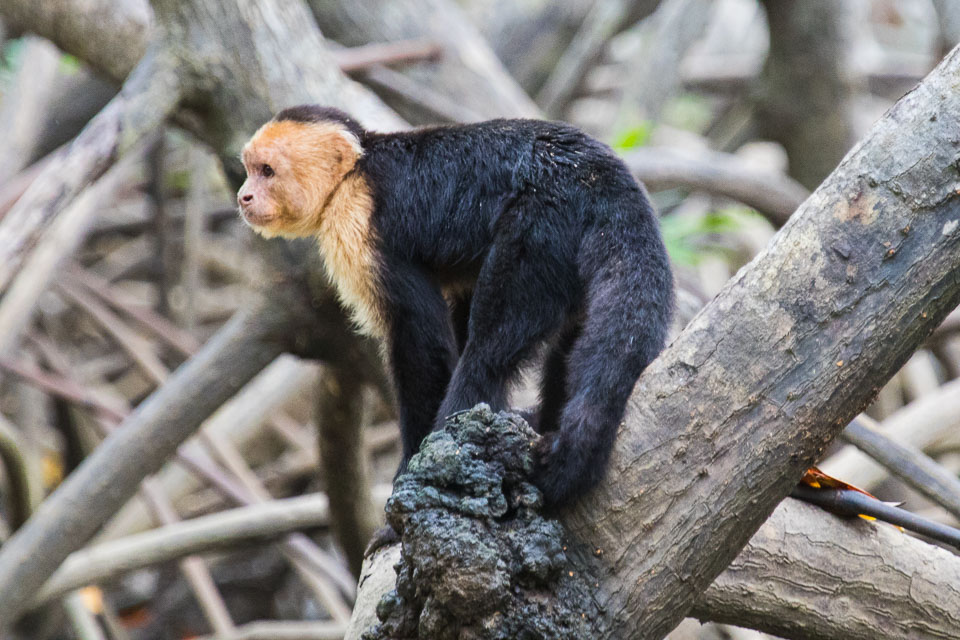 White-Headed-Capucin-Monkey-5.jpg