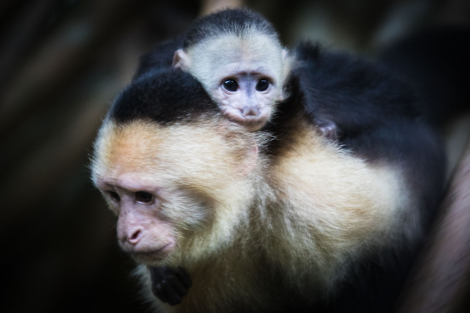 White-headed-Capuchin-with-Infant.jpg