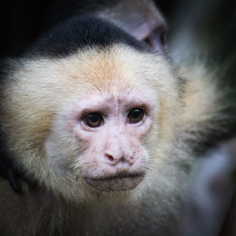 White-headed-Capuchin.jpg