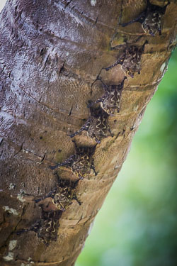 Brazilian-Long-nosed-Bats.jpg