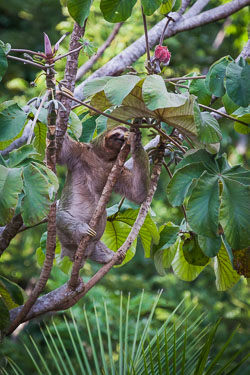 Brown-throated-Three-toed-Sloth-1.jpg