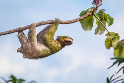 Brown-throated-Three-toed-Sloth-2.jpg