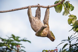 Brown-throated-Three-toed-Sloth-3.jpg