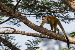 Central-Americal-Squirrel-Monkey-2.jpg