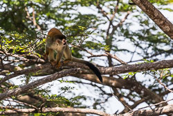 Central-Americal-Squirrel-Monkey-3.jpg