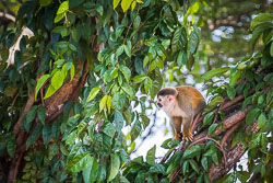 Central-Americal-Squirrel-Monkey-5.jpg