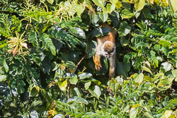 Central-Americal-Squirrel-Monkey-6.jpg