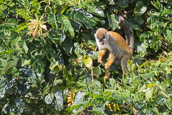 Central-Americal-Squirrel-Monkey-7.jpg