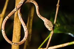 Common-Blunt-Headed-Snake.jpg