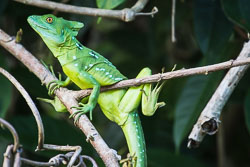 Emerald-basilisk-female.jpg