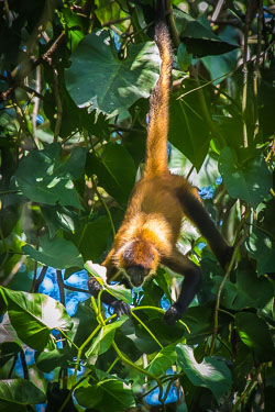 Geoffroy's-Spider-Monkey-Adult.jpg