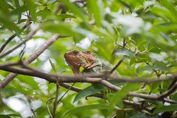 Green-Iguana-2.jpg