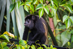 Mantled-Howler-Monkey-3.jpg