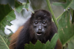 Mantled-Howler-Monkey-Adult.jpg