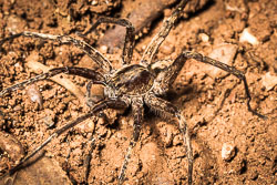 Wolf-Spider.jpg