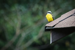Birds