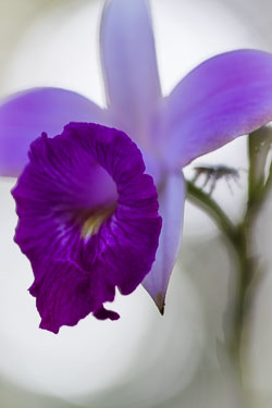 Flora