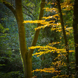 Colour Landscapes