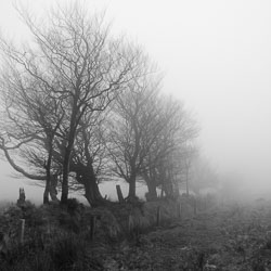 Monochrome Landscapes