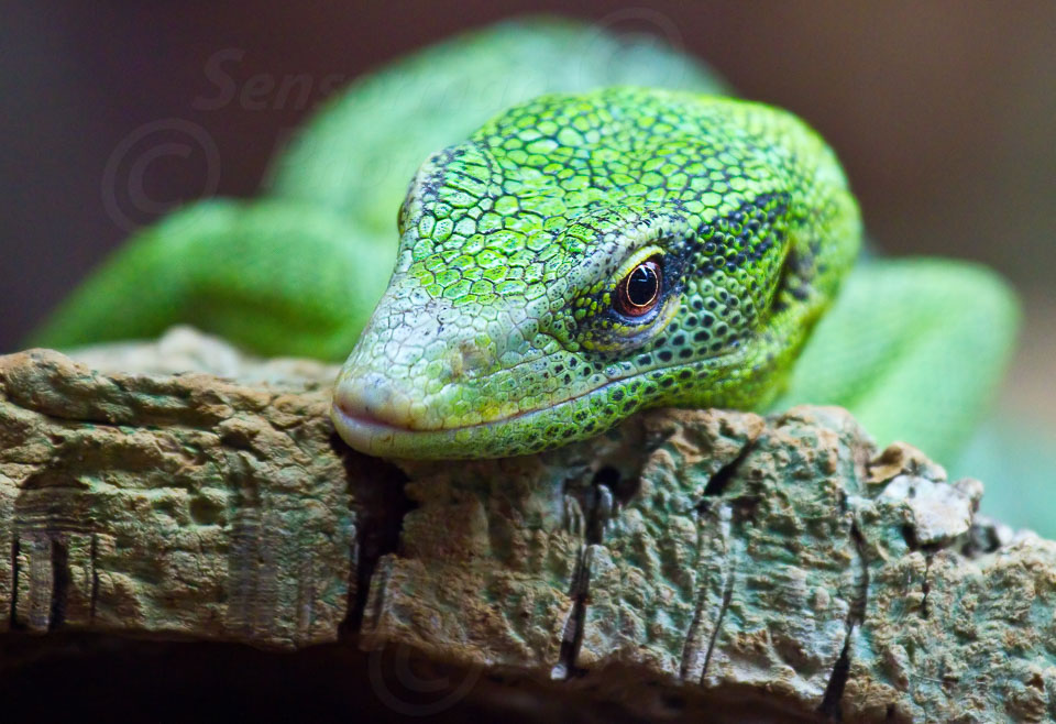 Green_Lizard_2716.jpg