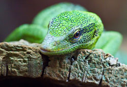 Green_Lizard_2716.jpg