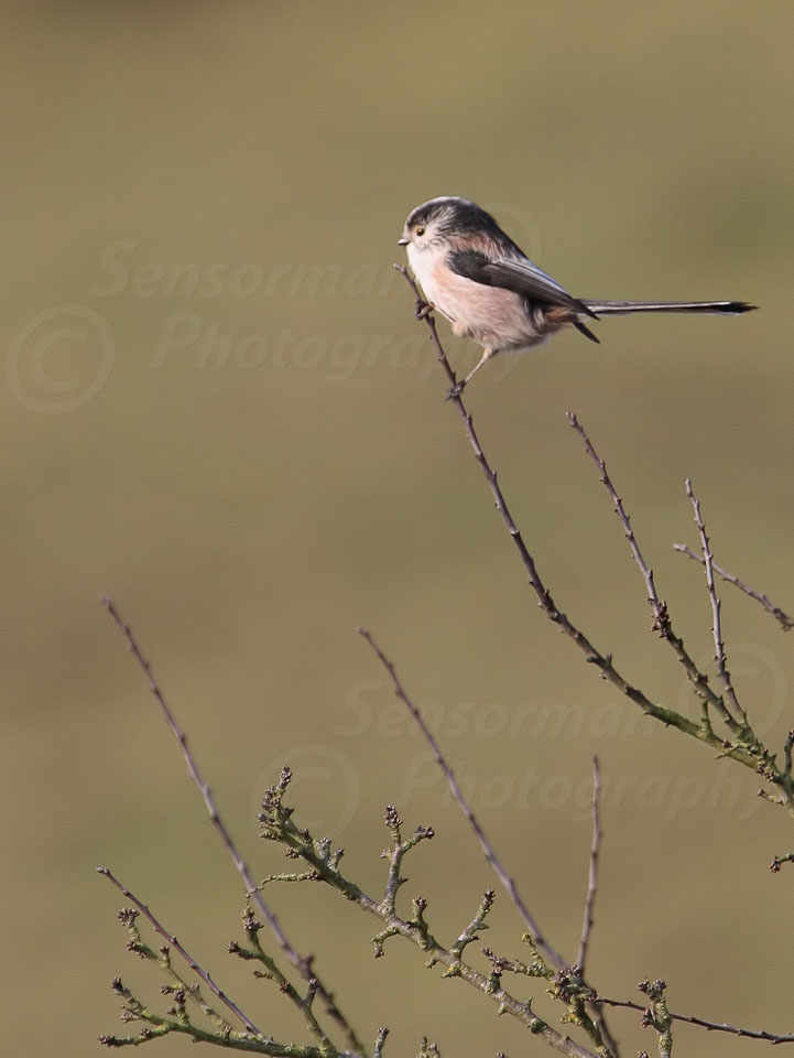 Long_Tailed_Tit_-_Line_Frame.jpg