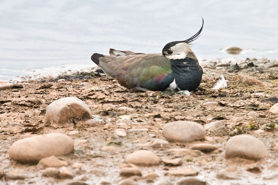 Sandwell_Valley_RSPB-5693.jpg