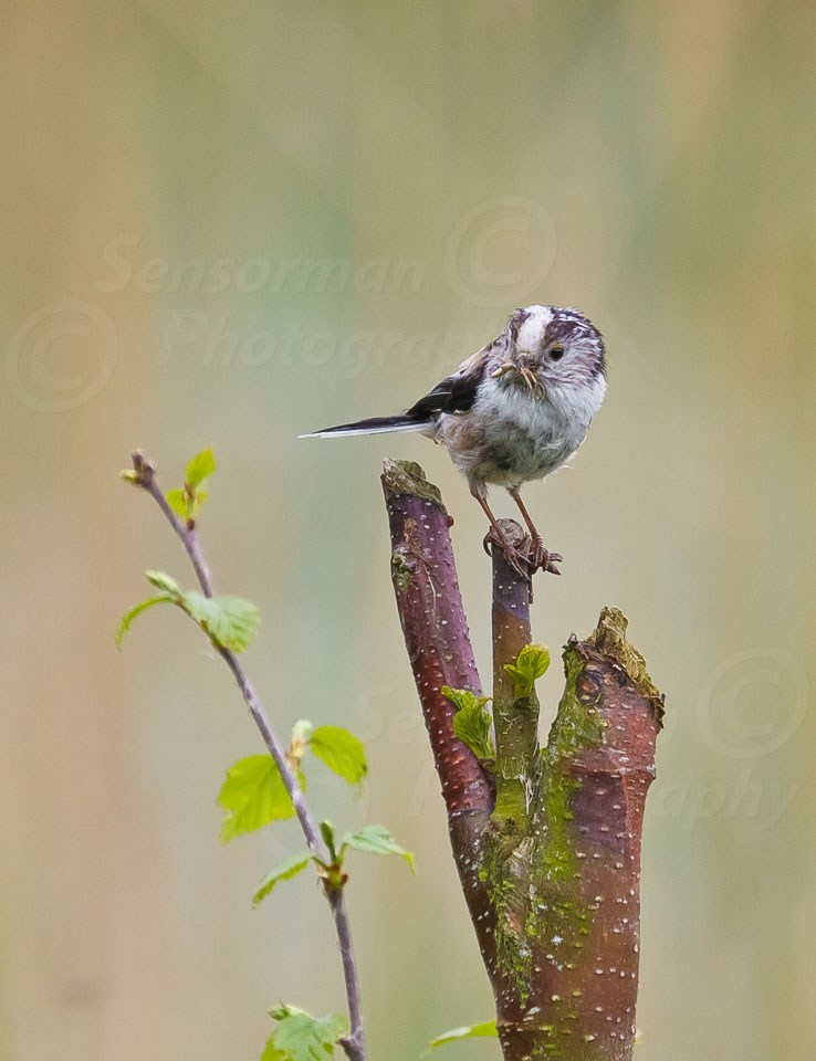 Shapwick_Heath-4912.jpg