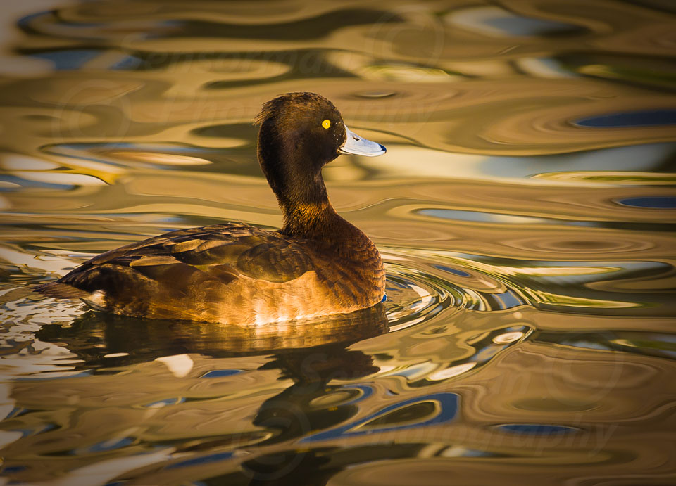 Slimbridge-47.jpg