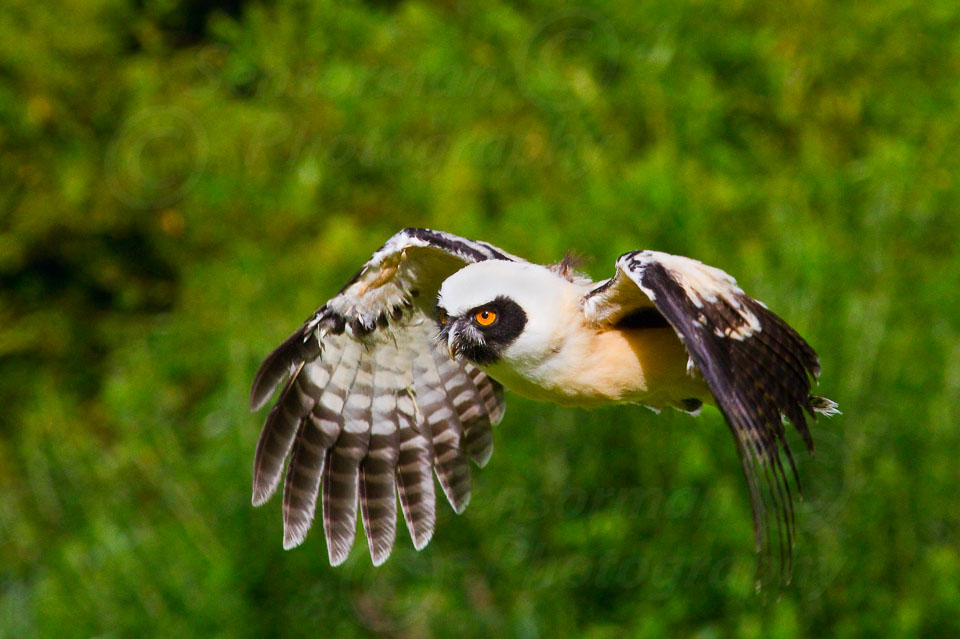 Spectacled_Owl_4412.jpg