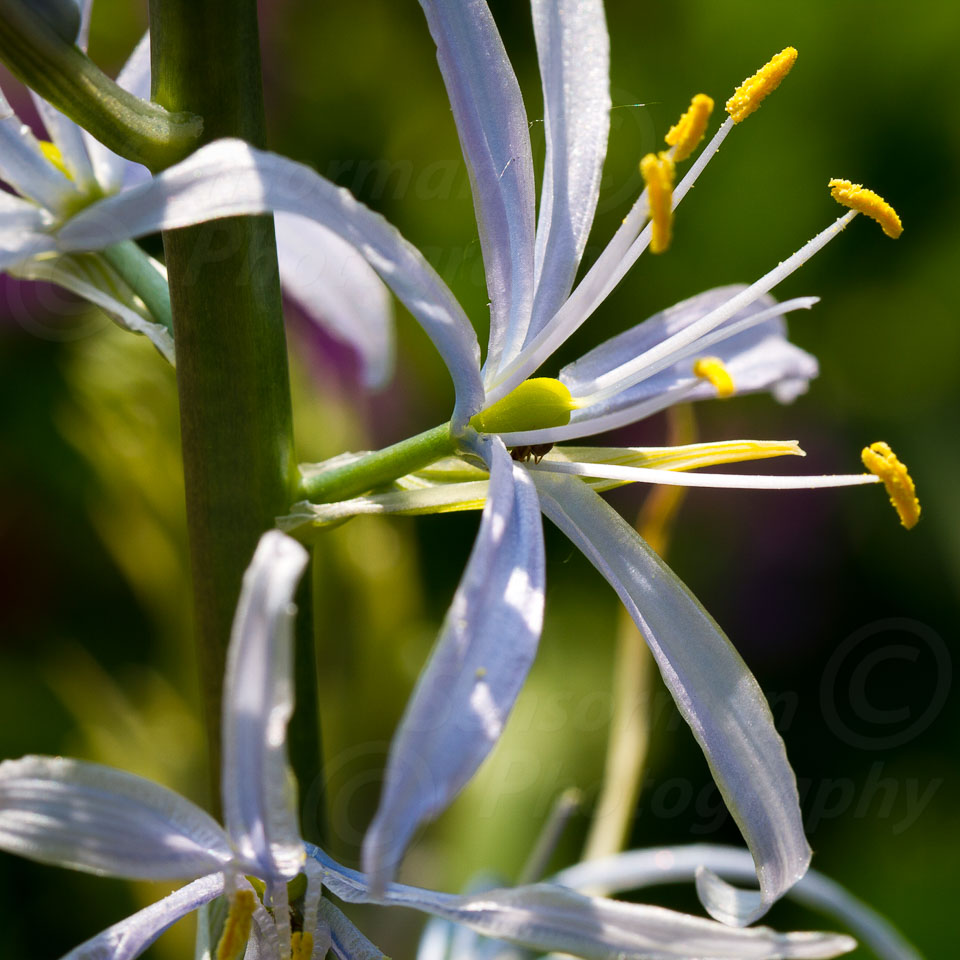 Hidcote_Gardens-4.jpg