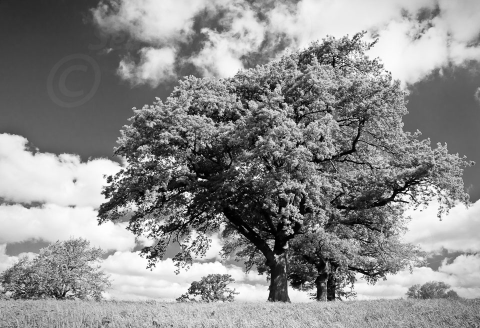 Trees--4.jpg