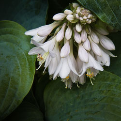 Flora
