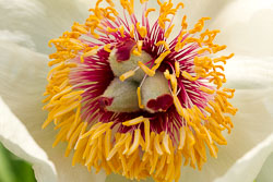 Flora