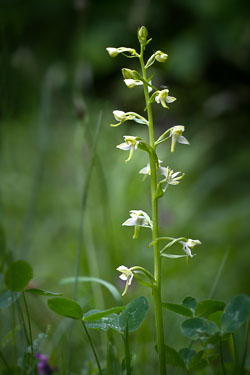 Flora