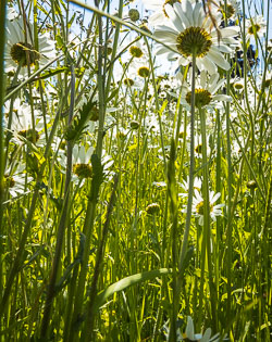 Flora
