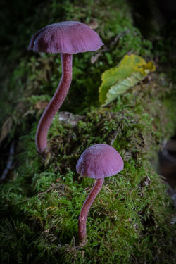 Fungi