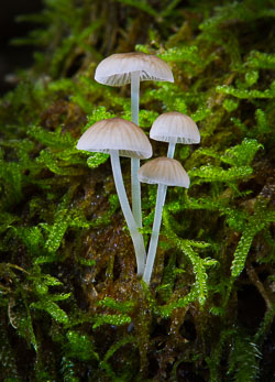 Fungi