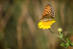 5_Heath_Fritillary_E._D'Costa.jpg